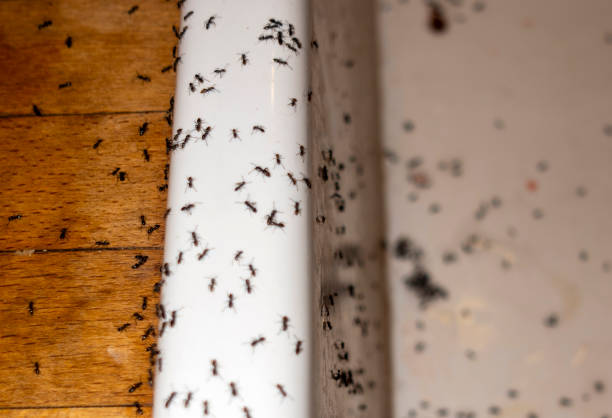 Best Mosquito Control Services  in Anamosa, IA